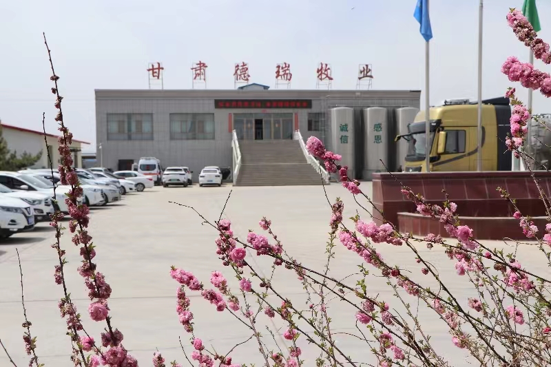 甘肃德瑞牧业有限公司简介（球王会平台集团德瑞牧场）